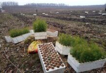 Глобальна зміна клімату на Вінниччині: які дерева тепер замінять ялинку?