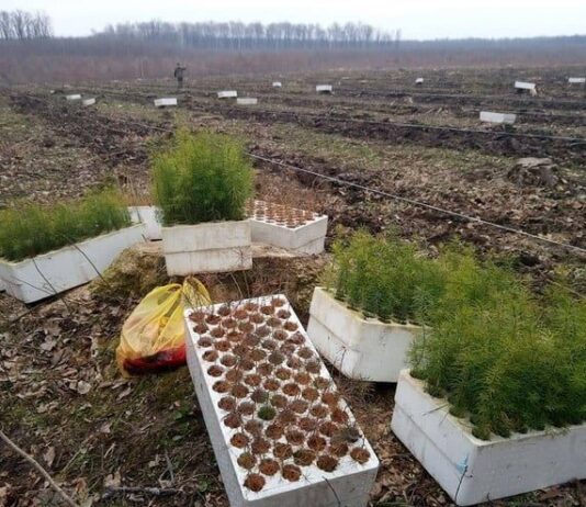 Глобальное изменение климата на Винниччине: какие деревья теперь заменят елку?