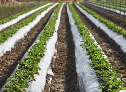 Винничанин организовал прибыльный ягодный бизнес с помощью новой технологии выращивания