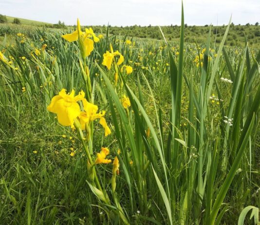 Хороший знак для Украины: в Винницкой области снова расцвела долина ирисов