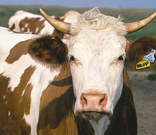 Аграрии Винницкой области получили больше дотаций в 2018 году