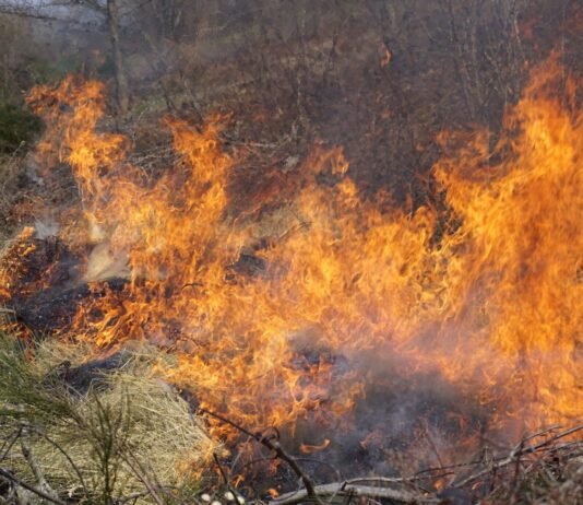 Почему нельзя палить сухую траву?
