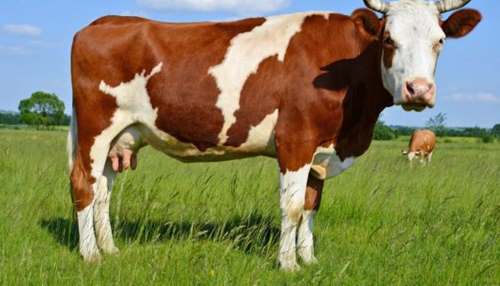 В Винницкой области украинские "Мани" станут французскими