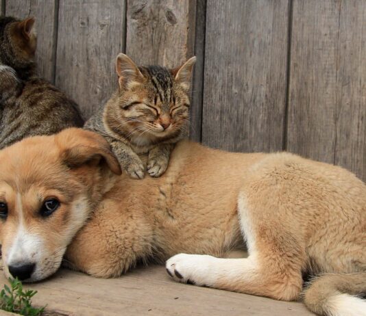 Пушистые бездомные: как о них заботятся в Виннице