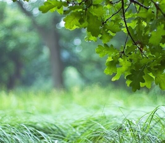 В Стрижавке посадили шесть тысяч саженцев чтобы восстановить вырубленный лес