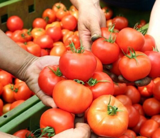 Как правильно прорастить семена помидоров? 1