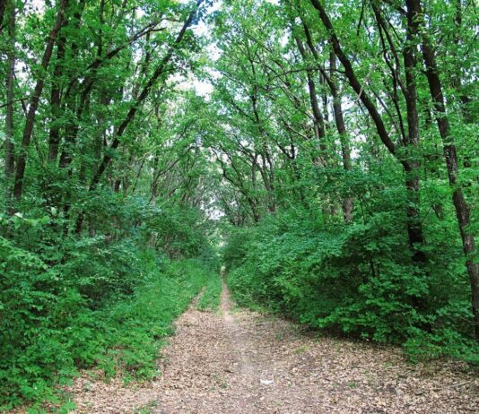 Юные лесоводы Винницкой области узнают о лесе в онлайн-режиме