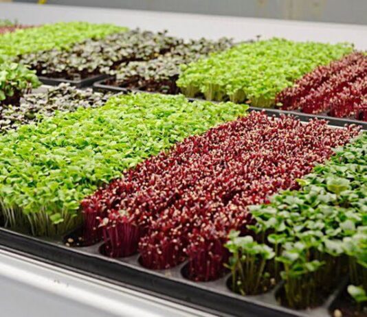 Винничанин рассказал, как вырастить микрогрин у себя дома