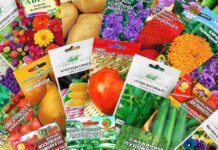 Насіння у Вінниці: де купити за низькою ціною?