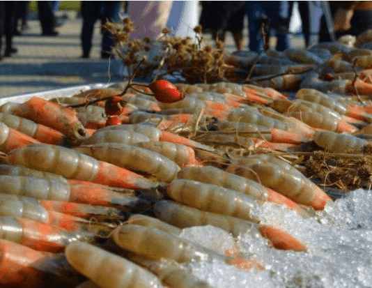 История креветочной фермы