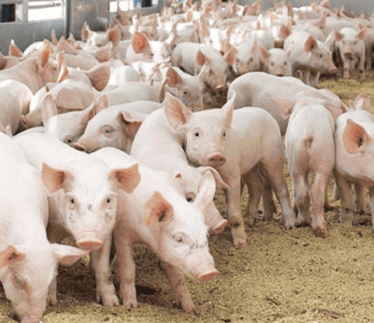 Работа экологической фермы в Винницкой области