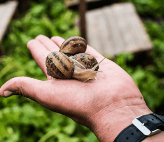 Ферма со средиземноморскими улитками в Винницкой области