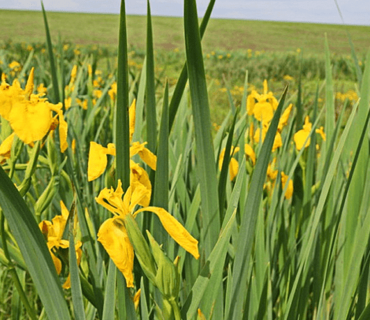 Какие тайны скрывает долина ирисов в Винницкой области