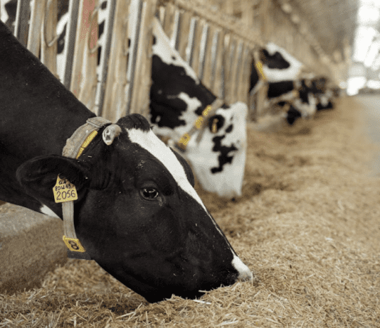 Как работает роботизированная молочная ферма в Винницкой области