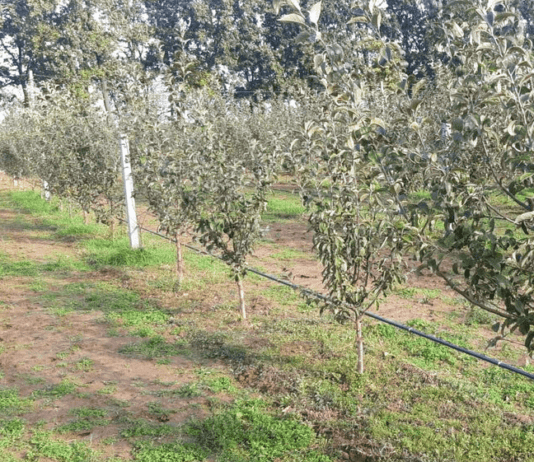 Как в Ильинцах создали сад на месте мусорной свалки