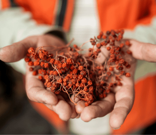 Как жители Ладыжина возобновили кооперативную деятельность и начали выращивать лекарственные растения