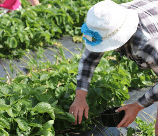 Вместо Польши лучше ехать в Снитков: как в Винницкой области жители села начали зарабатывать на ягоде