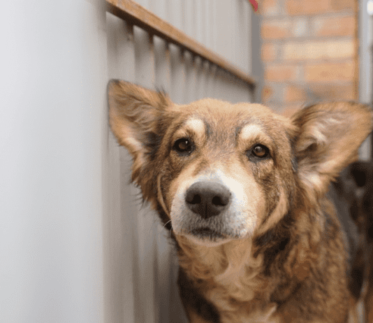 Приют для животных в селе Хреновка