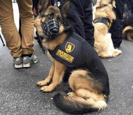 Четвероногие на службе: как учат служебных собак