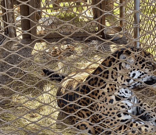 Жизнь подольского зоопарка в условиях войны