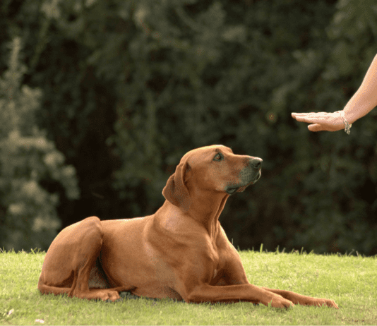Советы по воспитанию собак от винницкого кинолога