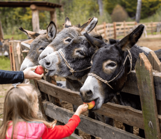 Ослы не упрямы, а их молоко обладает лечебными свойствами — что еще известно об ослиной ферме в Винницкой области