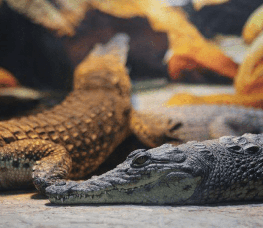 История крокодиловой фермы в Виннице
