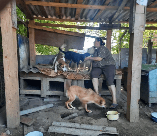 Винницкий приют для собак «Планета» нуждается в поддержке
