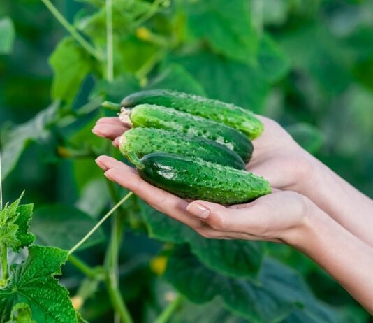 Интересное для винничан. Полезные и вредные свойства огурцов