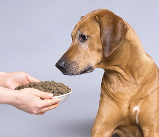 Разбираемся в кормах для собак: особенности продукции Savory, Brit Care и Hills