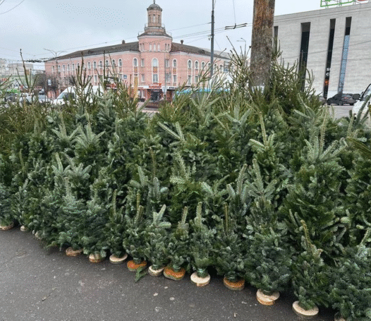 Де купити ялинку у Вінниці?